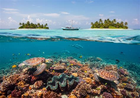 lakshadweeps ecosystem   guide  coral reefs flora  fauna