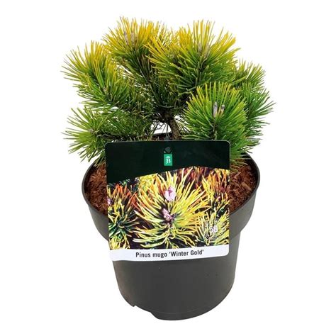 Kiefer Pinus Mugo Winter Gold Schnelle Lieferung Fleurdirect