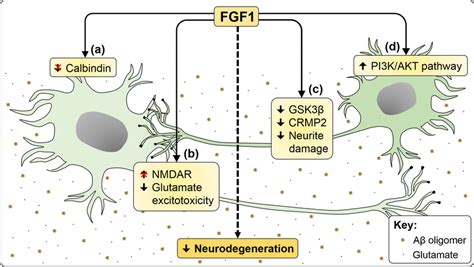 Neuroprotective Effects Of FGF1 In In Vitro AD Models FGF1 Indirectly