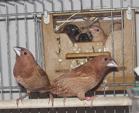 Singing In the Brain: Songbirds' Vocal Muscles Work Like Humans When ...