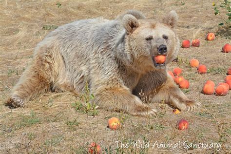 The Wild Animal Sanctuary In Colorado Is A True Hidden Gem Wild