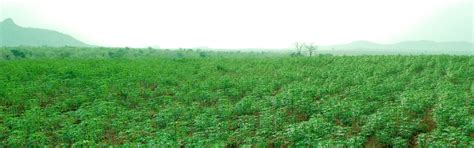 Block Farming Model Idh The Sustainable Trade Initiative