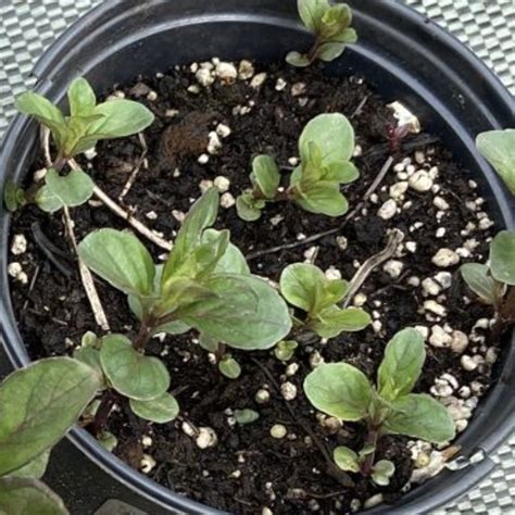 Мята Красный Грейпфрут Mentha Red Grapefruit. - Купить мяту