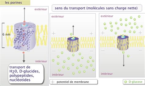 Cr Dits Transport Membranaire Biologie Cellulaire