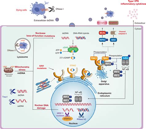 Cgas‐sting Pathway Post‐translational Modifications And Functions In