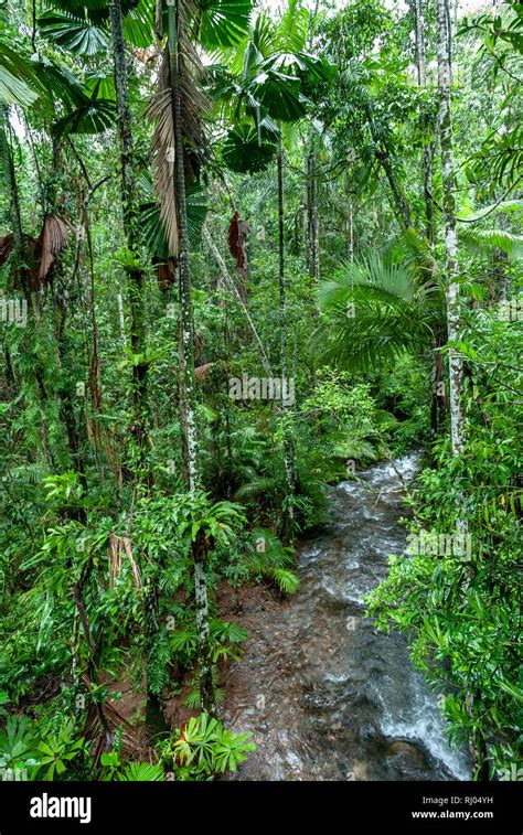 The Daintree Rainforest Queensland Australia Stock Photo - Alamy