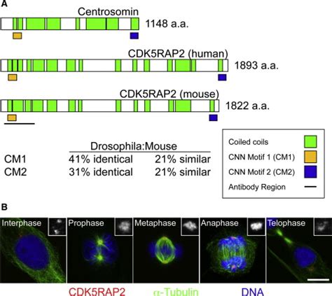 Cdk5rap2 Regulates Centriole Engagement And Cohesion In Mice