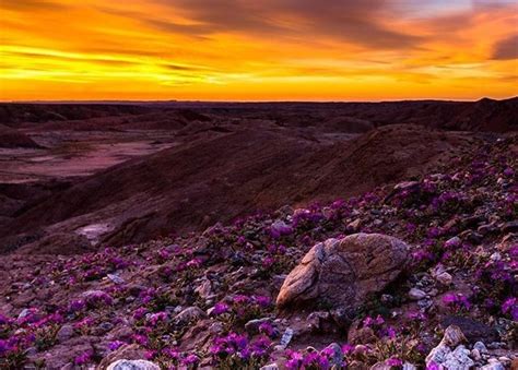 Wildflowers in the California deserts | High Desert Dirt