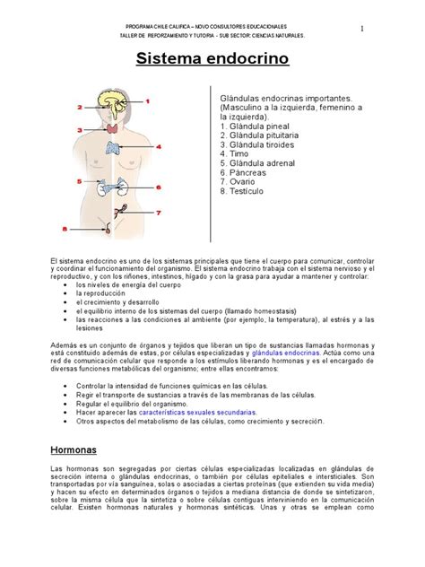 Sistema Endocrino Generalidades Sistema Endocrino Hormona