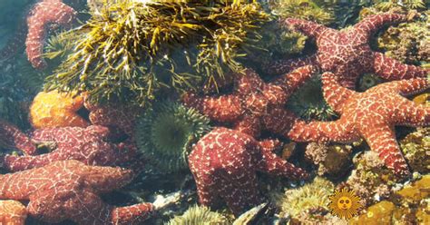 Nature Laguna Beach Cbs News
