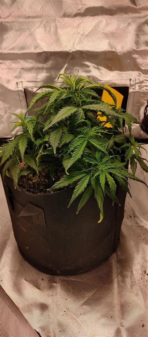 Week 5 Autoflower Pineapple Express Getting Over A Slight Nute Burn Too Late For Lst First