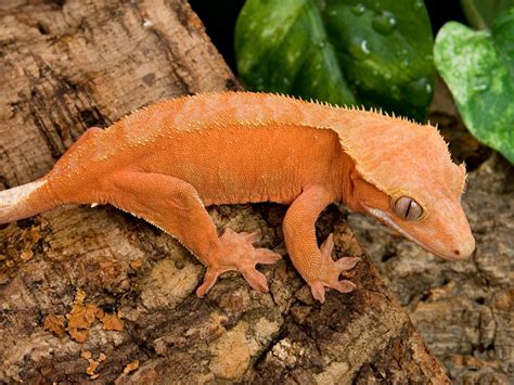Crested Gecko Facts and Pictures | Reptile Fact