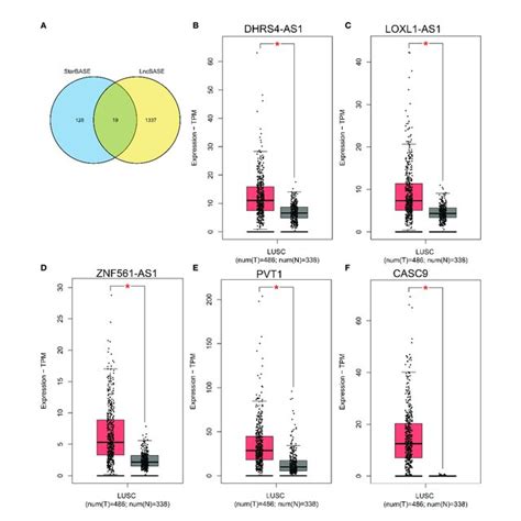 Expression Analysis Of Upstream Lncrna Targets Of Mir P In Lusc