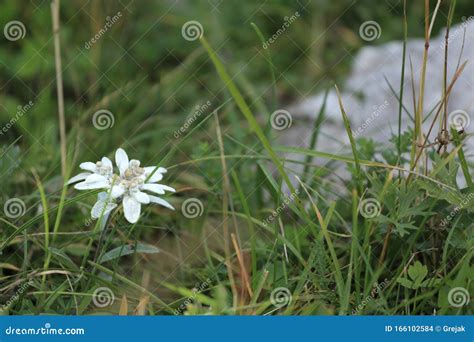 Edelweiss Beautiful Mountain Flower Stock Photo Image Of Extreme