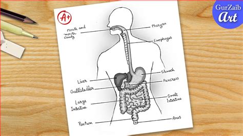 Draw A Diagram Of Human Digestive System Draw The Picture Of