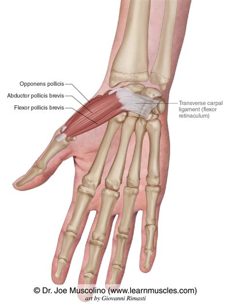 Thenar Eminence Group Learn Muscles