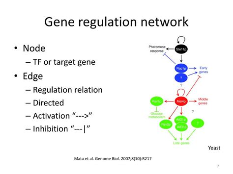 Ppt Gene Regulatory Network Powerpoint Presentation Free Download