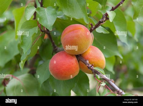 apricot tree (Prunus armeniaca 'Orangered', Prunus armeniaca Orangered ...