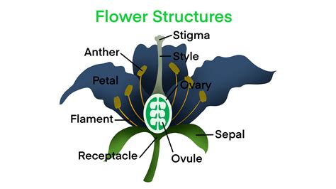 Flower Structures Biology Flowering Plant Reproduction Flowers Contain Male Sex Organs Call