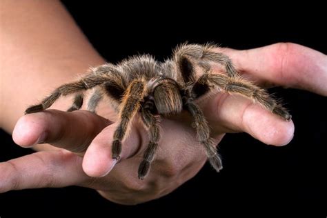 Do Tarantulas Really Eat Birds? | Spiders Planet