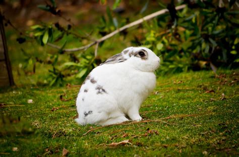 White Bunny Rabbit With Black Spots -- Easter Bunny Photograph by Lynn ...