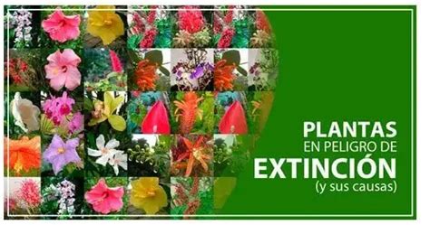 Plantas en Peligro de Extinción en Ecuador causas 2024 udl7