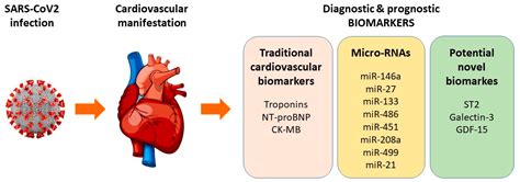 Diagnostics Free Full Text Cardiac Biomarkers And Their Role In