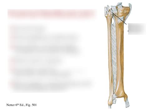 Tibiofibular Joints Diagram Quizlet