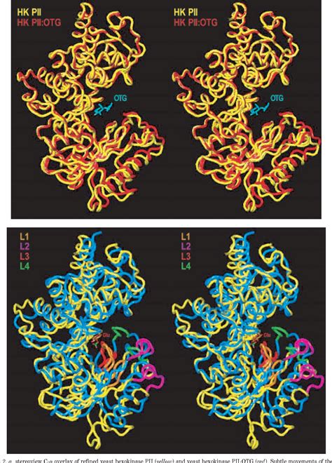 Figure 2 From The High Resolution Crystal Structure Of Yeast Hexokinase