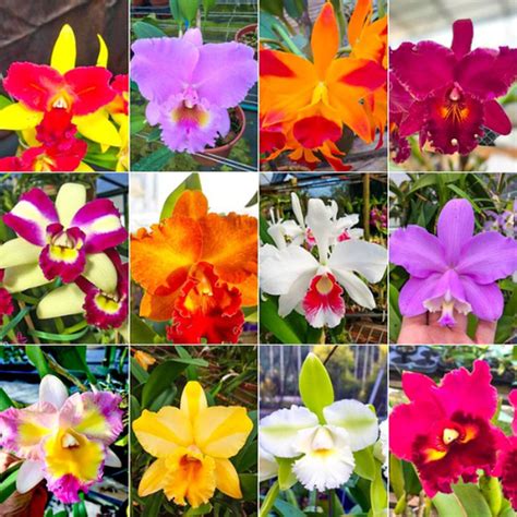 Kit Mudas Orqu Deas Cattleya Orquidea Garden