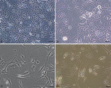 A Micrograph Of Cultured Cells At A Magnification Of 200X A At