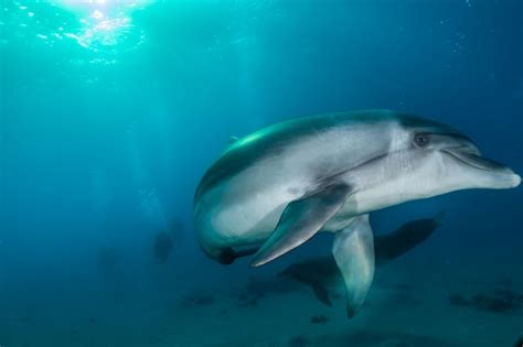 Premium Photo Dolphin Swimming With Divers In The Red Sea Eilat Israel Ae