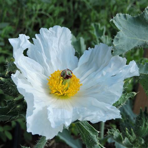 Prickly Poppy — Grand Prismatic Seed