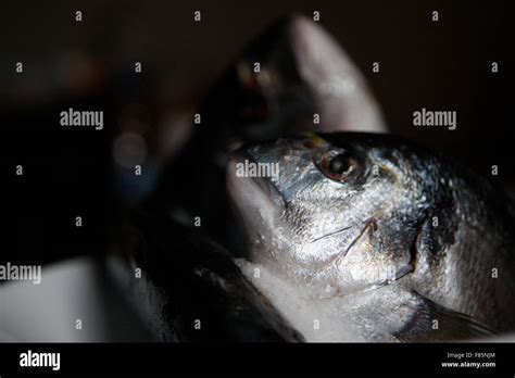 Gilthead Gilthead Seabream Sparus Auratus Studio Picture Stock Photo