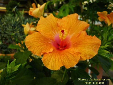 Flores Y Plantas Silvestres Hibiscus Rosa Sinensis Hibisco Rosa