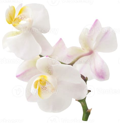 Phalaenopsis Orchid White 31098190 Png