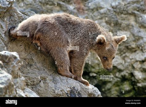 Syrian brown bear cub - Ursus arctos syriacus Stock Photo - Alamy