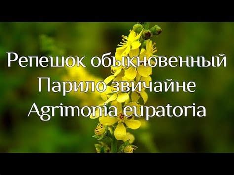Парило звичайне - YouTube