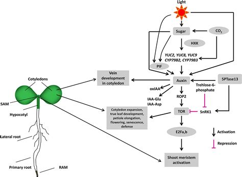 Role Of Sugar And Auxin Crosstalk In Plant Growth And Development