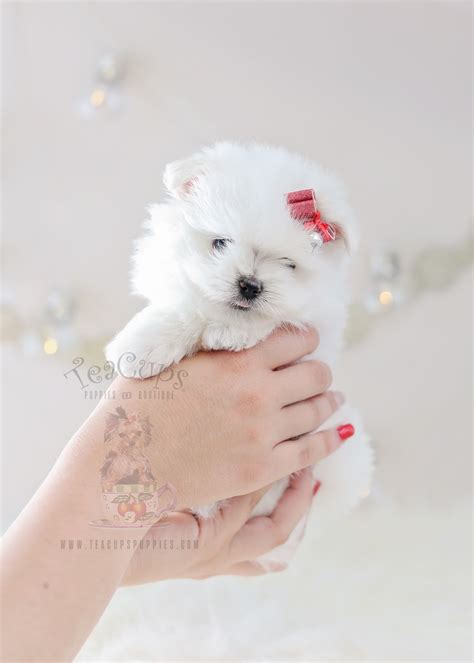 Maltese Puppies South Florida Teacups Puppies Boutique