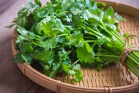 Coriander Leaf Seven Health Benefits Of Coriander Leaf Or Dhaniya