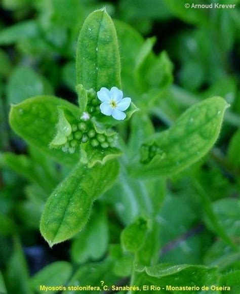 Myosotis Species Flores De Los Caminos A Santiago