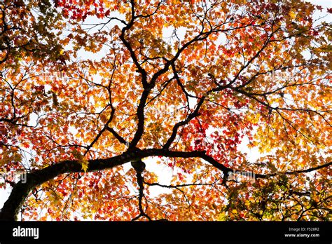 Acer Palmatum Matsumurae Japanische Ahorn Im Herbst Stockfotografie