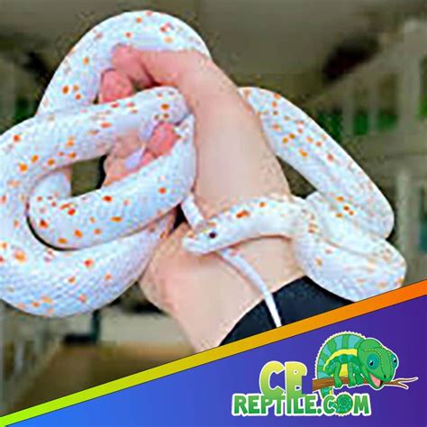 Palmetto Corn Snake For Sale Palmetto Corn Snakes For Sale