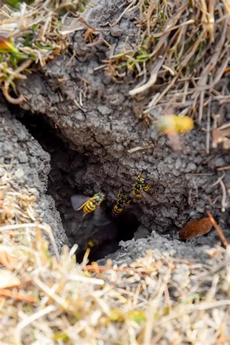 How To Get Rid Of Ground Hornets With These Little Known Tricks Mental Scoop