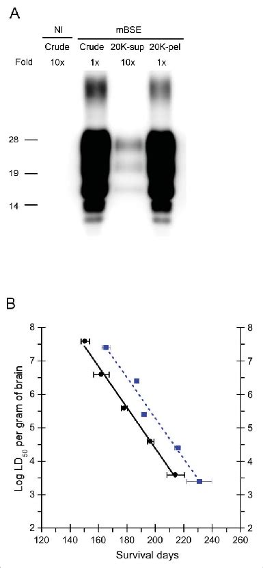 Comparison Of Prp Sc And Prion Infectivity Between The Crude Homogenate