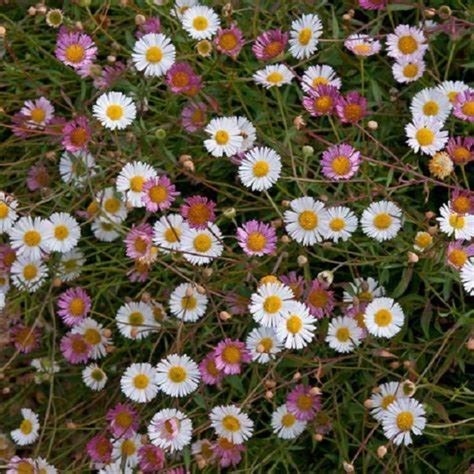 Erigeron Karvin Stallone Ground Cover Perennial Large Plug Plants