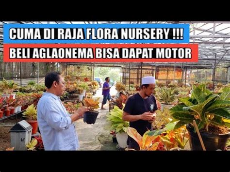 Cuma Di Raja Flora Beli Aglaonema Bisa Dapat Motor Yamaha YouTube