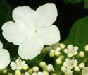 Viburnum Opulus Var Americanum American Highbush Cranberry