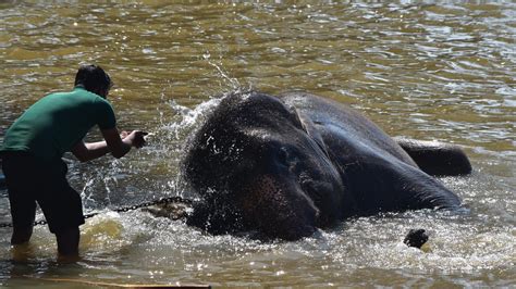 Pinnawala elephant orphanage bathing time [OC] : r/Relax